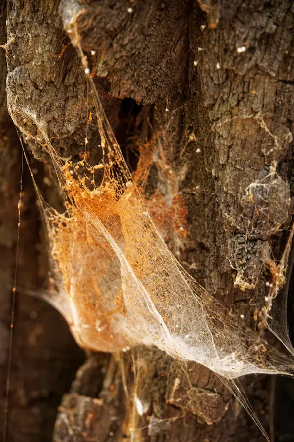 Spider web (1)